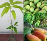 Three Taste Mango Plant | Sweet–Sour–Tangy Mango | Premium Grafted Hybrid