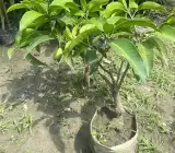 Thai Dwarf All-Time Sour Mango Plant | Year-Round Tangy Mango | Premium Grafted Hybrid