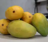 Kothapalli Kobbari Mango Plant | Sweet Coconut-Flavour Mango | Premium Grafted Hybrid
