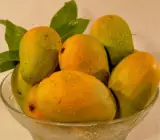 Chinna Rasalu Mango Plant | Extra-Sweet Juicy Mango | Premium Grafted Hybrid
