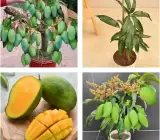 Banaganpalli Mango Plant | Sweet Large Mango | Premium Grafted Hybrid