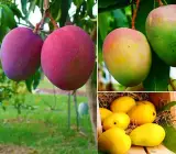 Neelum Bori Mango Plant | Sweet Aromatic Mango | Premium Grafted Hybrid