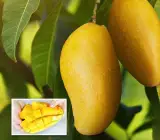 Three Taste Mango Plant | Sweet–Sour–Tangy Mango | Premium Grafted Hybrid