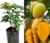 Himsagar Mango Plant | Ultra-Sweet Bengali Mango | Premium Grafted Hybrid