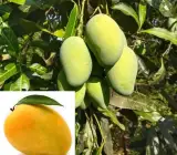 Banaganpalli Mango Plant | Sweet Large Mango | Premium Grafted Hybrid