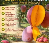 Sindur Kouta Mango Plant | Sweet Red Saffron Mango | Premium Grafted Hybrid
