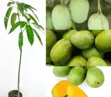 Langra Mango Plant | Sweet Aromatic Indian Mango | Premium Grafted Hybrid