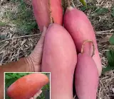 King of Chakapat Mango Plant | Sweet Thai Mango | Premium Grafted Hybrid