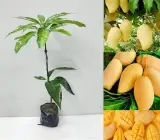 Yellow Banana Mango Plant | Sweet Long Mango | Premium Grafted Hybrid