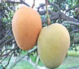 Kishanbhog Mango Plant | Sweet Bengali Mango | Premium Grafted Hybrid