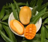 Mallika Mango Plant | Super-Sweet Fibreless Mango | Premium Grafted Hybrid
