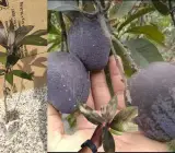 Kasturi Mango Plant | Aromatic Dark Mango | Premium Grafted Hybrid