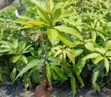 Kishanbhog Mango Plant | Sweet Bengali Mango | Premium Grafted Hybrid