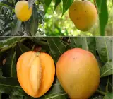 Kishanbhog Mango Plant | Sweet Bengali Mango | Premium Grafted Hybrid