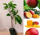 Sindur Kouta Mango Plant | Sweet Red Saffron Mango | Premium Grafted Hybrid