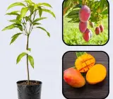 Sindur Kouta Mango Plant | Sweet Red Saffron Mango | Premium Grafted Hybrid