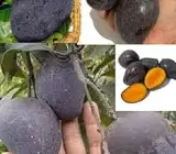 Kasturi Mango Plant | Aromatic Dark Mango | Premium Grafted Hybrid