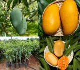 Mallika Mango Plant | Super-Sweet Fibreless Mango | Premium Grafted Hybrid