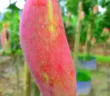 Chiang Mai Mango Plant | Sweet Thai Mango | Premium Grafted Hybrid