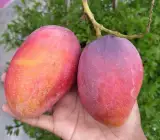 Osteen Mango Plant | Sweet Fibreless Purple Mango | Premium Grafted Hybrid