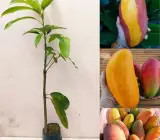 Neelam 1kg Mango Plant | Sweet Aromatic Mango | Premium Grafted Hybrid