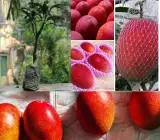 Thai One Red Mango Plant | Sweet Red Mango | Premium Grafted Hybrid