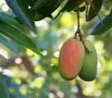Thai B-7 Mango Plant | Sweet Fibreless Thai Mango | Premium Grafted Hybrid