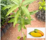 Chiang Mai Mango Plant | Sweet Thai Mango | Premium Grafted Hybrid