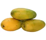 Neelam 1kg Mango Plant | Sweet Aromatic Mango | Premium Grafted Hybrid