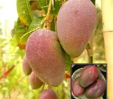 Osteen Mango Plant | Sweet Fibreless Purple Mango | Premium Grafted Hybrid