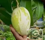 Variegated Mango Plant | Rare Dual-Color Leaves | Premium Grafted Hybrid