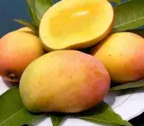 Honeydew Mango Plant | Ultra-Sweet Mango | Premium Grafted Hybrid