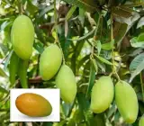 Neelam 1kg Mango Plant | Sweet Aromatic Mango | Premium Grafted Hybrid