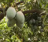 Thai B-5 Mango Plant | Sweet Fibreless Thai Mango | Premium Grafted Hybrid