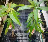Kensington Pride Mango Plant | Sweet Australian Mango | Premium Grafted Hybrid