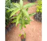 Yellow Banana Mango Plant | Sweet Long Mango | Premium Grafted Hybrid
