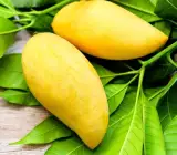 Yellow Banana Mango Plant | Sweet Long Mango | Premium Grafted Hybrid