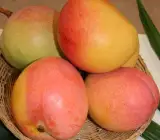 Kensington Pride Mango Plant | Sweet Australian Mango | Premium Grafted Hybrid