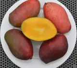 Osteen Mango Plant | Sweet Fibreless Purple Mango | Premium Grafted Hybrid