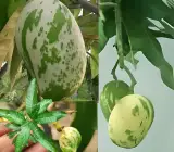 Variegated Mango Plant | Rare Dual-Color Leaves | Premium Grafted Hybrid