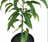 Toledo Mango Plant | Sweet Premium Mango | Early Fruiting Grafted Hybrid