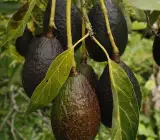 Hybrid Hot-Climate Avocado Grafted Plant