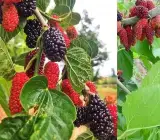 Hybrid Kanva-2 Mulberry Grafted Plant