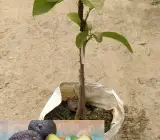 Hybrid Hot-Climate Avocado Grafted Plant