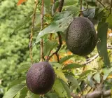 Hybrid Hot-Climate Avocado Grafted Plant