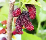 Hybrid Kanva-2 Mulberry Grafted Plant