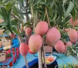 Japanese Miyazaki Mango Plant | Ruby Red Sweet Mango | Premium Grafted Hybrid