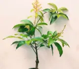 Thai All-Time Mango Plant | Multi-Season Sweet Mango | Premium Grafted Hybrid