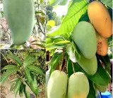 Nurjahan Mango Plant | Giant Sweet Mango | Premium Grafted Hybrid