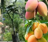 Kesar Mango Plant | Sweet Saffron Mango | Premium Grafted Hybrid